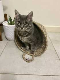 Lost Cat