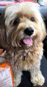 Lost Dog