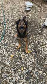 Lost Dog