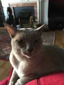Lost Cat
