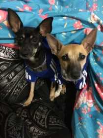 Lost Dog