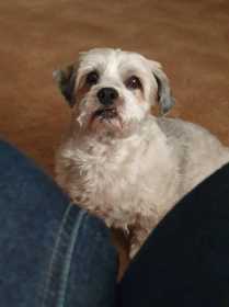 Lost Dog
