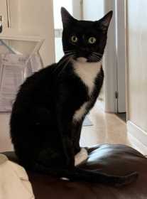 Lost Cat