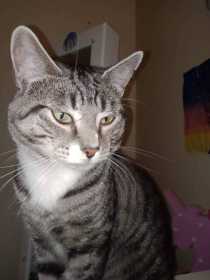 Lost Cat