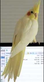 Lost Cockatiel