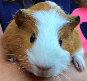 Lost Guinea pig