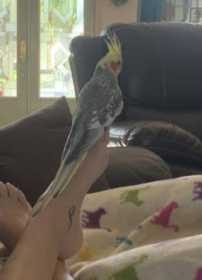 Lost Cockatiel