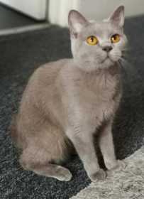 Lost Cat