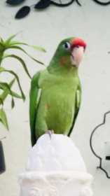 Lost Conure