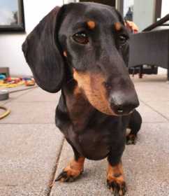Lost Dog