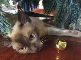 Lost Cat
