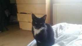 Lost Cat