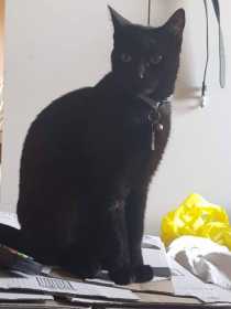 Lost Cat
