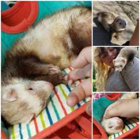 Lost Ferret