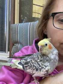 Lost Cockatiel