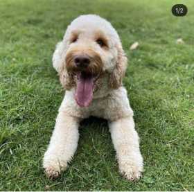 Lost Dog