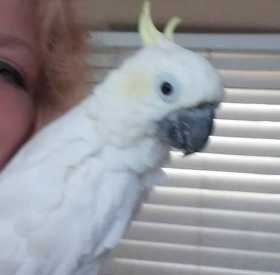 Lost Cockatoo