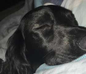 Lost Dog