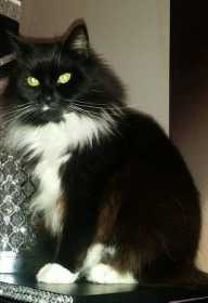 Lost Cat