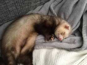 Lost Ferret