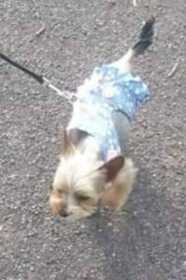 Lost Dog
