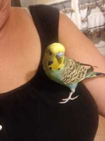 Lost Budgerigar