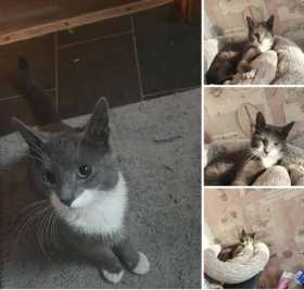 Lost Cat