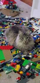 Lost Cat