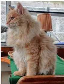 Lost Cat