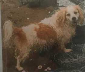 Lost Dog