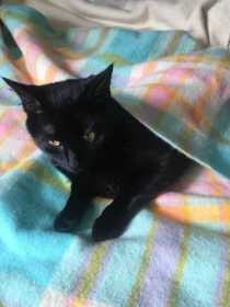 Lost Cat
