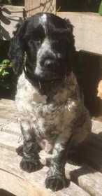 Lost Dog