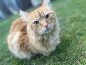 Lost Cat