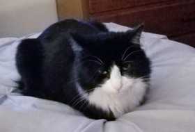 Lost Cat