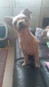 Lost Dog