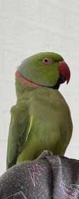 Lost Indian Ringneck Parakeet