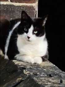 Lost Cat