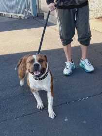 Lost Dog