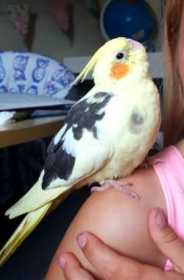 Lost Cockatiel