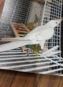 Lost Cockatiel