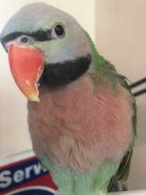 Lost Mustached / Moustached Parakeet