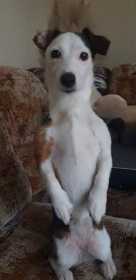 Lost Dog