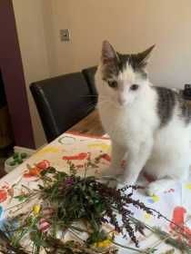 Lost Cat