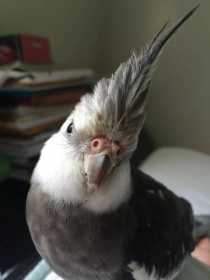 Lost Cockatiel