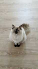Lost Cat