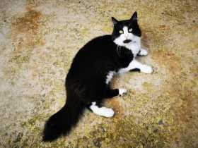 Lost Cat