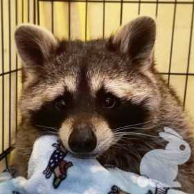 Lost Raccoon