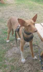 Lost Dog