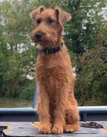 Lost Dog