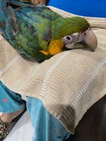 Lost Macaw